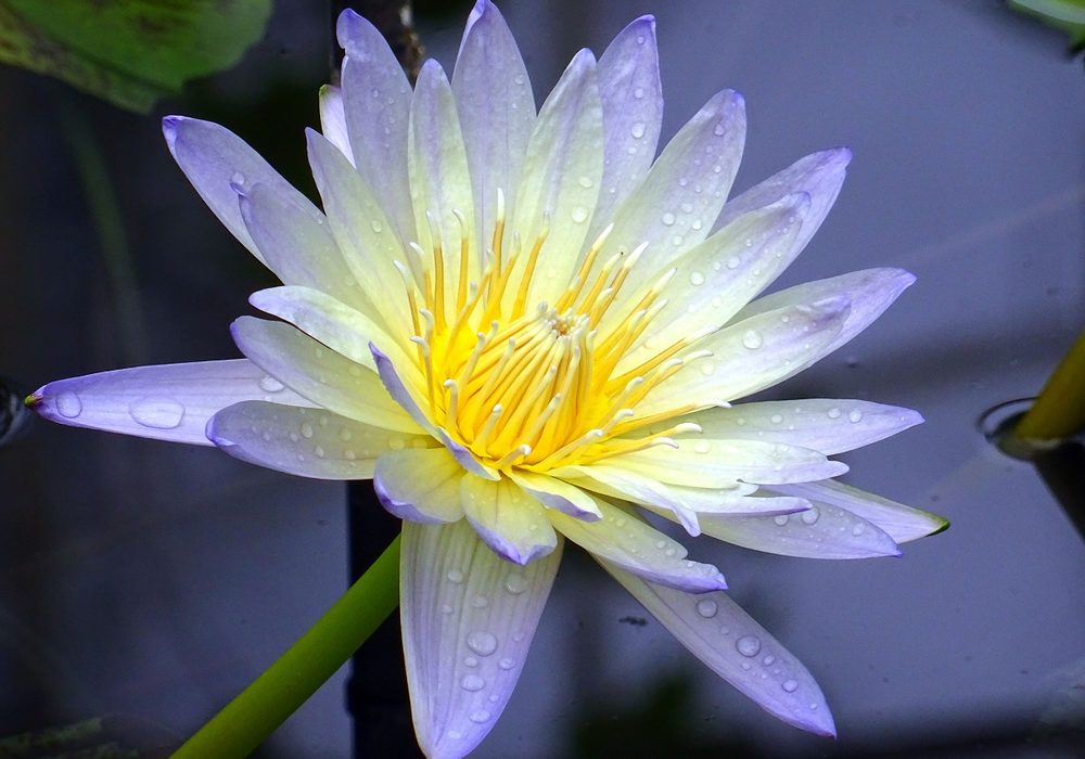 A pale water lily open on dark still water.